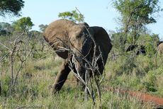 Afrikanischer Elefant (25 von 131).jpg